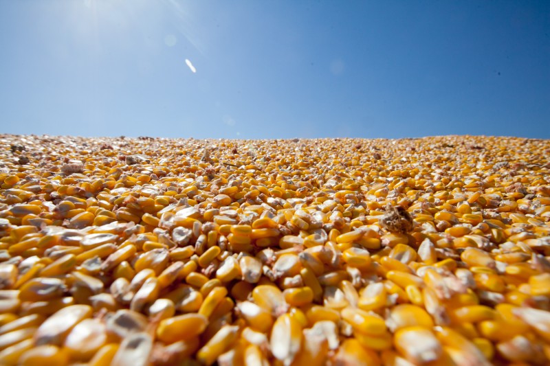 Segundo o levantamento, milho em grão passou de 0,15% para 11,41%