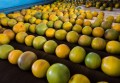 Exporta��o de frutas cresce 18,3% nos primeiros meses