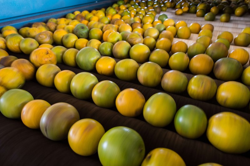 Maior destaque � a laranja (fresca ou seca), cujo volume vendido ao exterior aumentou 96.380%
