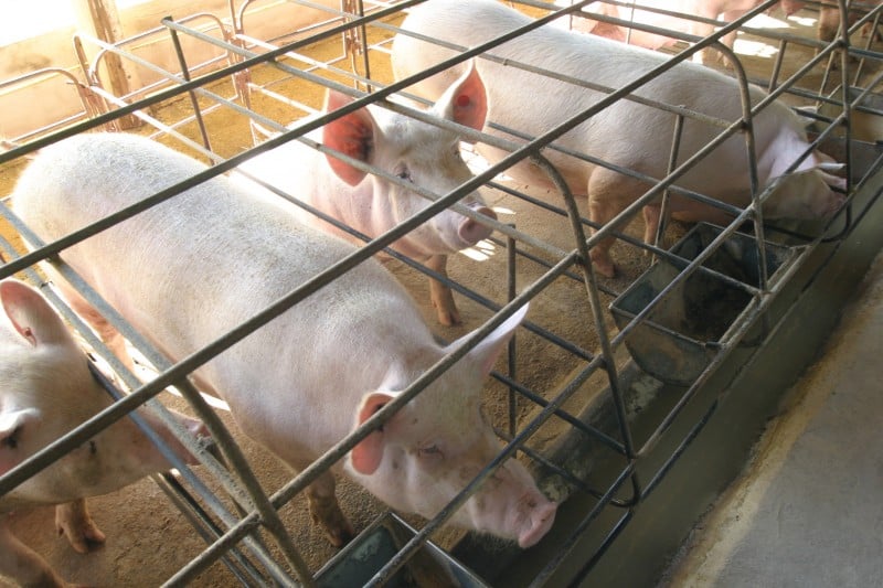 Encomendas russas de suínos devem crescer, diz sindicato da indústria     