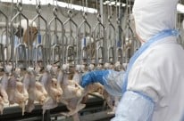 Veto da UE a frango ser� sanit�rio, diz Maggi; Pa�s recorrer� com painel na OMC
