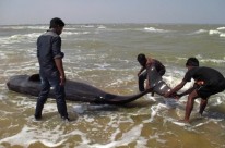 Moradores de Tiruchendur tentam devolver os cet�ceos para o mar