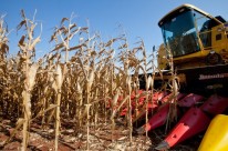 Produtividades das lavouras do milho têm surpreendido produtores