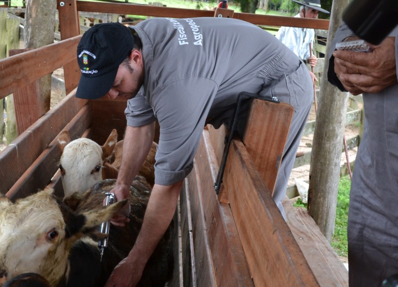 Campanha de imunização do gado gaúcho acontece no mês de maio 
