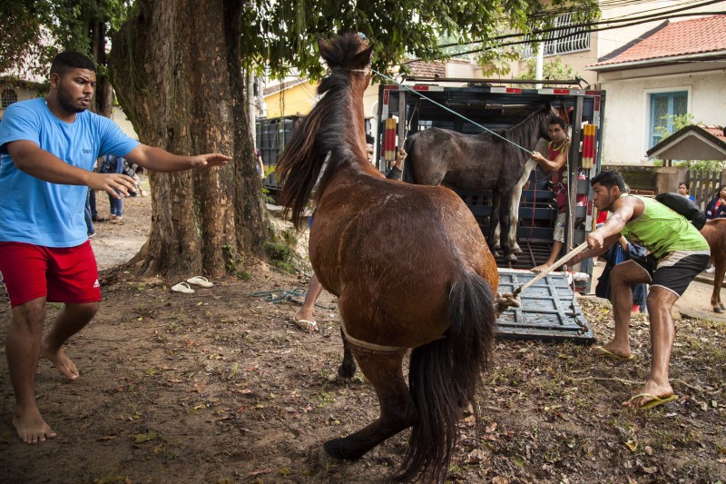Cavalos de Paquetá sendo retirados da ilha