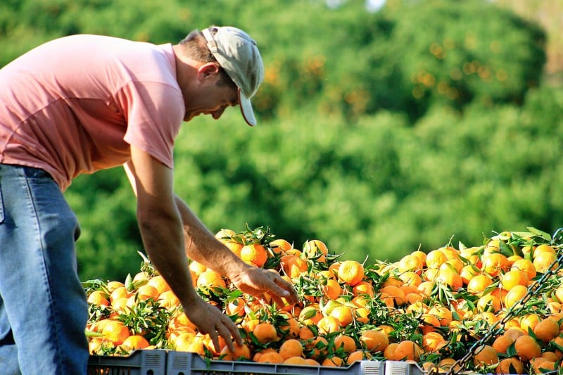 Variação de preço da bergamota influenciou recuo da inflação na Capital