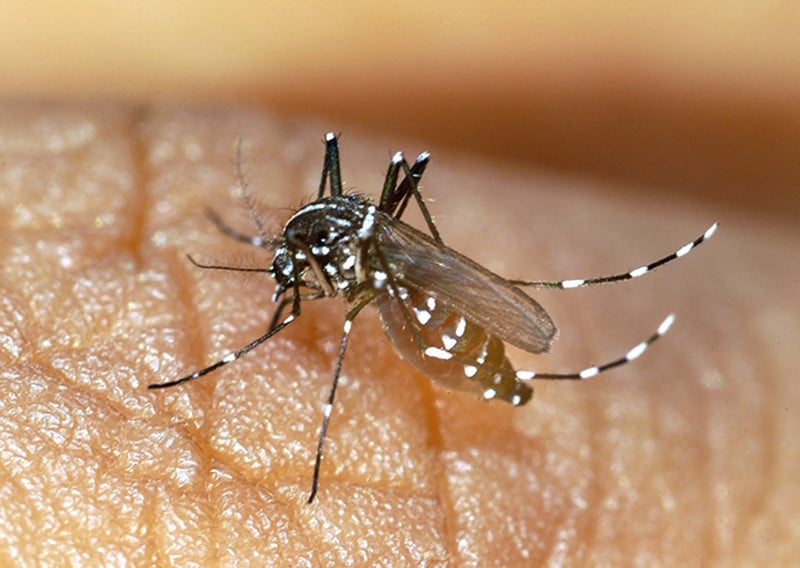 Doença é transmitida pela picada do mosquito Aedes aegypti