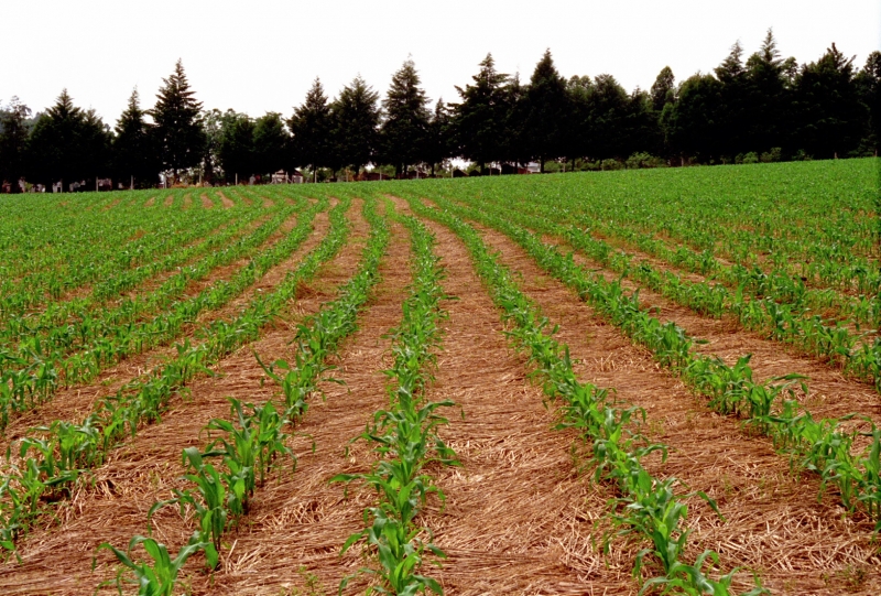 Condi��es de umidade do solo foram prop�cias para a semeadura de milho em algumas �reas