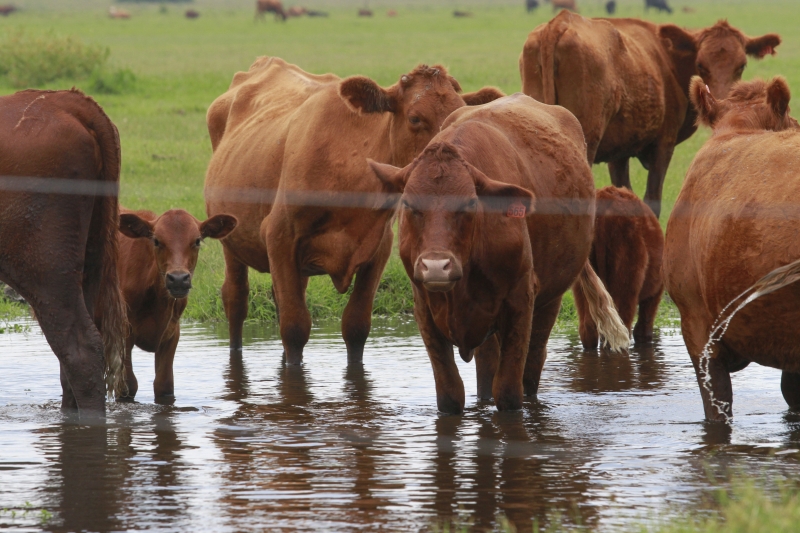 O Mato Grosso permanece na lideran�a do abate de bovinos