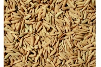 Governo federal libera AGF aos produtores de arroz