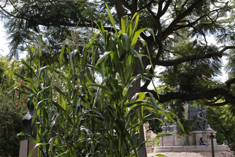 Plantação de milho na Praça da Matriz em Porto Alegre
