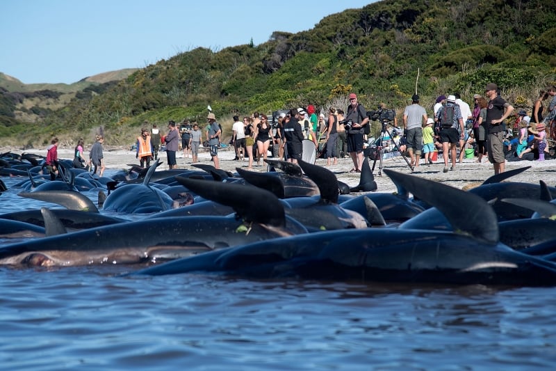 Dead Pilot whales sit on the high tide line during a mass stranding at Farewell Spit on February 11, 2017. 
More than 400 whales were stranded on a New Zealand beach on February 10, with most of them dying quickly as frustrated volunteers desperately raced to save the survivors. / AFP PHOTO / Marty MELVILLE