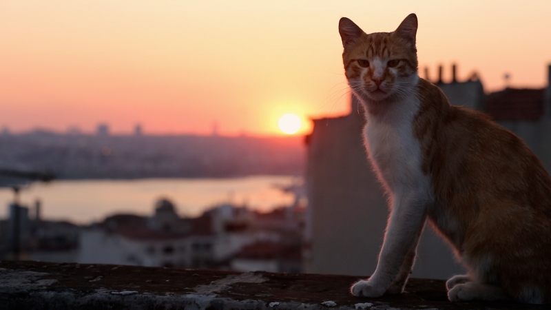 Document�rio destaca felinos na capital turca