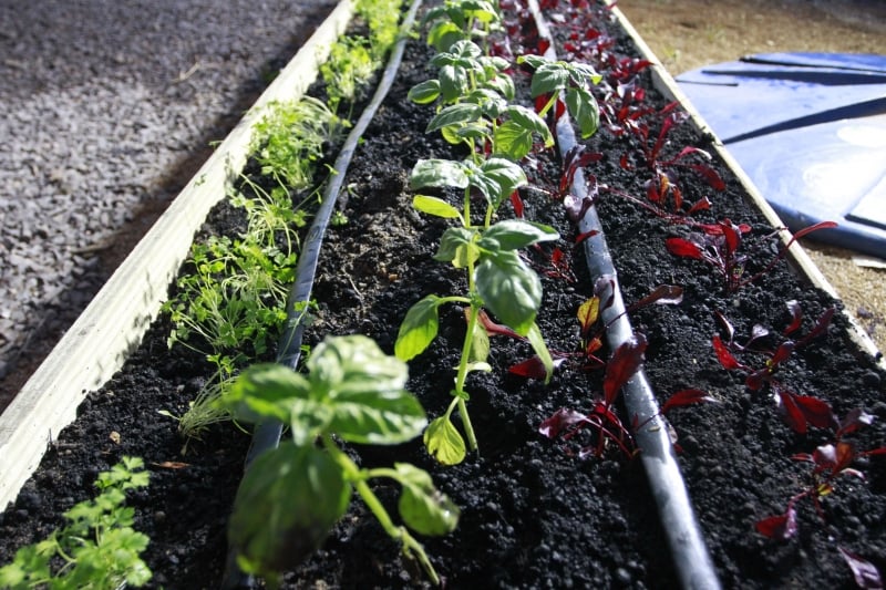 Emater-RS apresenta ao p�blico que visita o parque alternativas para plantio de hortali�as e ch�s em pequenos espa�os
