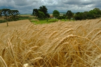 Desest�mulo deve reduzir �rea plantada com trigo no Rio Grande do Sul
