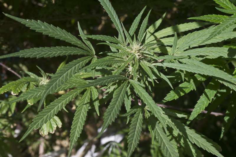 A CANNABIS PLANT IS SEEN IN A HOUSE OF MONTEVIDEO ON APRIL 25, 2014.  IN LAST DECEMBER, URUGUAY BECAME THE FIRST COUNTRY IN THE WORLD TO REGULATE THE MARKET OF SALES OF CANNABIS AND ITS DERIVATIVES IN AN PLAN CONSIDERED A BOLD EXPERIMENT BY AUTHORITIES FRUSTRATED WITH LOSING RESOURCES TO FIGHTING DRUG TRAFFICKING. THE LAW AUTHORIZES THE PRODUCTION, DISTRIBUTION AND SALE OF CANNABIS, ALLOWS INDIVIDUALS AGED 18 AND OLDER TO GROW THEIR OWN ON A SMALL SCALE, AND CREATES CONSUMER CLUBS -- ALL UNDER STATE SUPERVISION AND CONTROL. LEGALIZATION OF MARIJUANA IN THE SMALL COUNTRY OF JUST 3.2 MILLION INHABITANTS HAS ALSO DRAWN THE INTEREST OF PHARMACEUTICAL COMPANIES AROUND THE WORLD, WHO WANT TO BUY