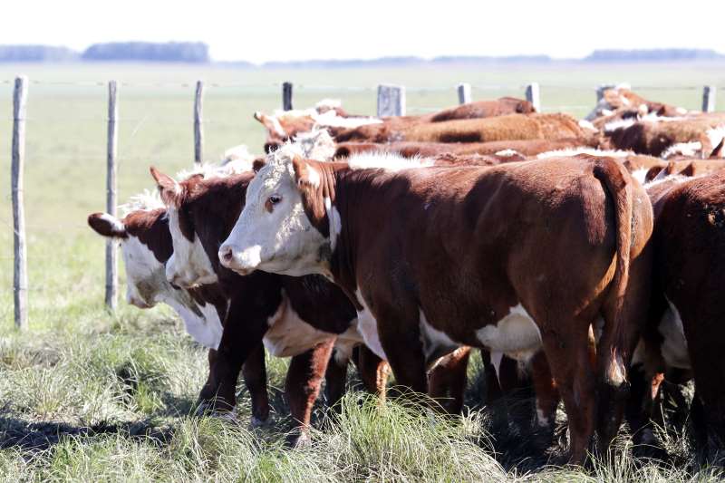 Rio Grande do Sul teve um aumento de 76,04 mil cabe�as de gado