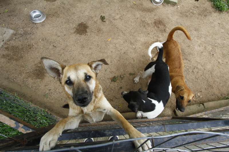 Parte dos cães com suspeita da doença está sob tutela da Seda e parte aos cuidados da Vigilância