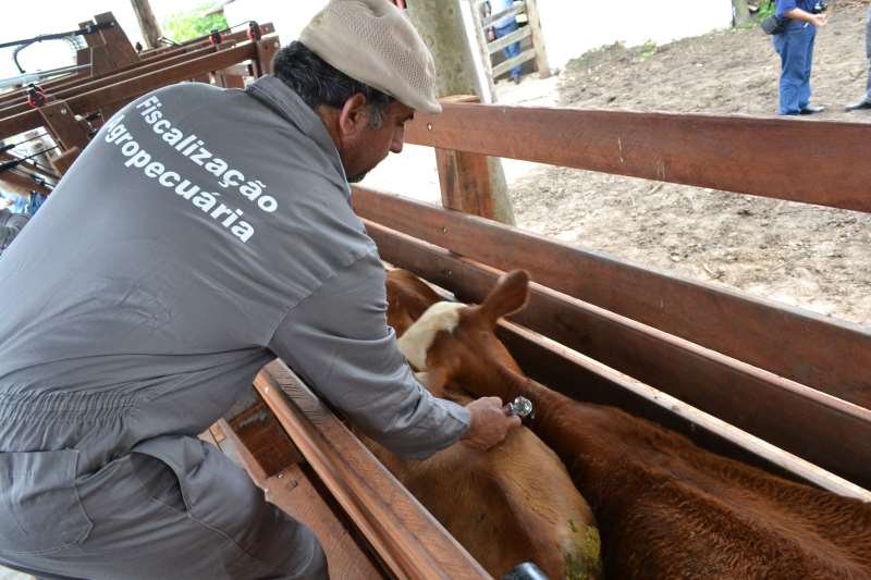 Imuniza��o sanit�ria pretende atingir 13.736 bovinos e bubalinos do Rio Grande do Sul