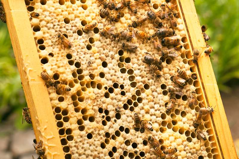 Projeto envolve 110 apicultores em �reas de influ�ncia da CMPC