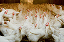 UE confirma o embargo de 20 unidades do Brasil exportadoras de carne de aves